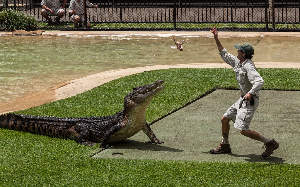 Australia Zoo Launching NFT Project to Help Protect Wildlife and Wild Places on Algorand