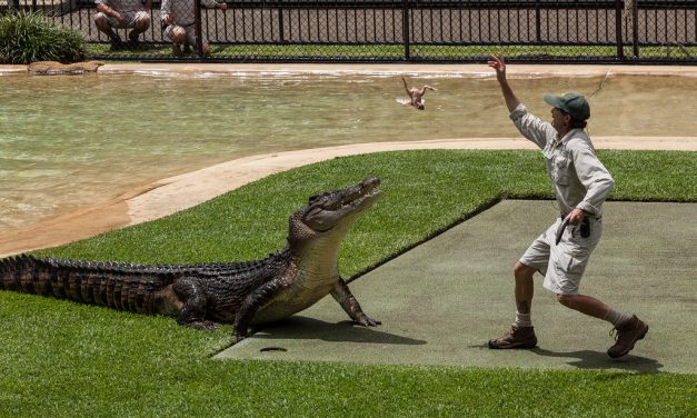 Australia Zoo Launching NFT Project to Help Protect Wildlife and Wild Places on Algorand