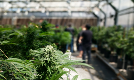 Small Cannabis Farmers Join Forces to Create a Crypto-Exclusive Cannabis Community