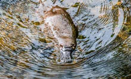 Platypus DeFi Repays 63% of Hacked User Funds After $9M Hack